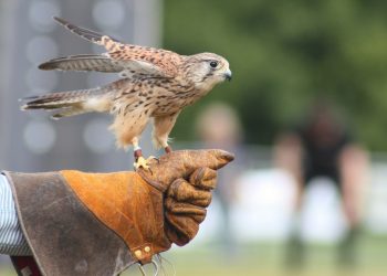 Falcon.io: On authenticity in social – linking a post-cookie, post-Covid world – Marketing Tech News