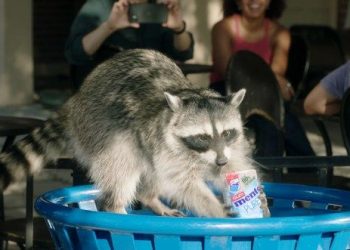 Mentos sustainability campaign ‘proves’ racoons are better at recycling