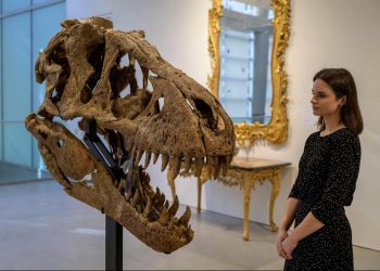 T. Rex Skull Found in South Dakota Expected to Fetch $15-$20M