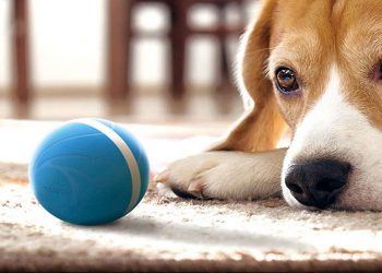 This Smart Dog Toy Is $10 off Now