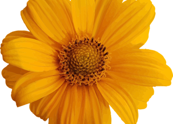 Which Career Is the Right Choice for You – Graphic Designing or Web Designing?