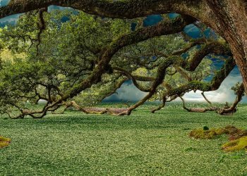 Take Your Career to a New Height With Graphic Designing and Animation