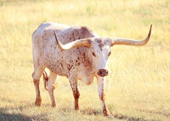 ‘Bullish’ marketing industry plans to boost spending power in 2024