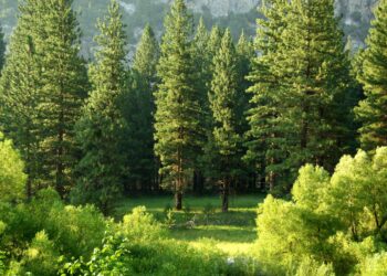 GreenGeeks plants 50K trees to reduce the impact of data centres – Marketing Tech News